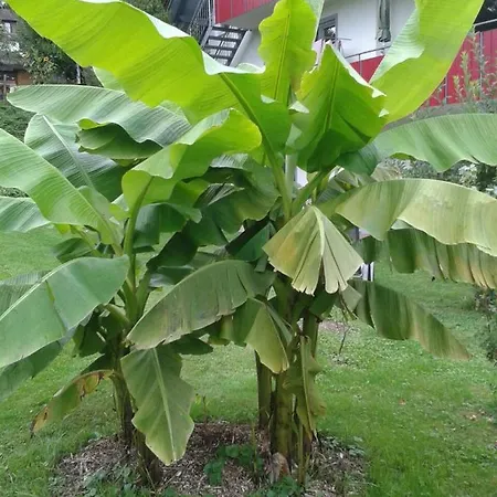 Gasthuis Keller Lippertsreute